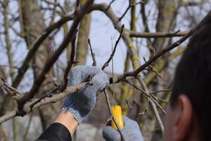 taglio un' albero ramo con un' mano giardino sega. foto