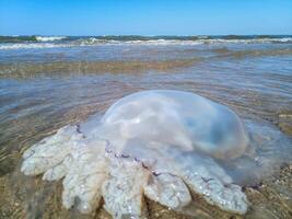 morto Medusa nel il superficiale acque di spiaggia. Medusa rhizostomeae foto