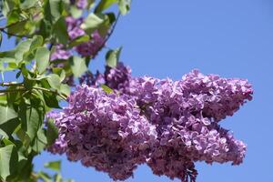 lilla fiori su il rami. bellissimo viola lilla fiori all'aperto. foto