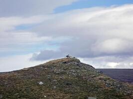 il sterna su il superiore di il collina. settentrionale uccello su il yamal. foto