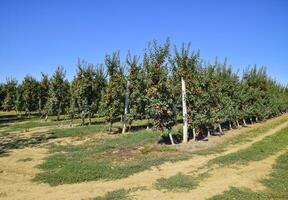 Mela frutteto. righe di alberi e il frutta di il terra sotto t foto