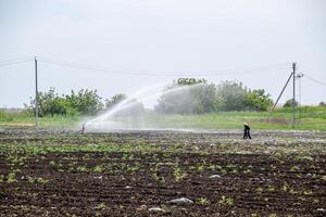 irrigazione sistema nel campo di meloni. irrigazione il campi. spruzzatore foto