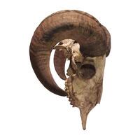 foto di un' capra o pecora cranio con corna