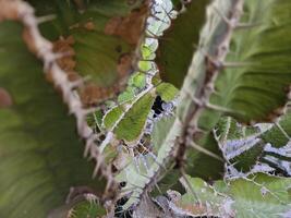 Esplorare quello di lanzarote sbalorditivo cactus giardini, dove il vivace tonalità e varia forme di queste impianti creare un' ipnotizzante arazzo di deserto vita. foto