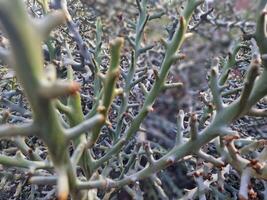 Esplorare quello di lanzarote sbalorditivo cactus giardini, dove il vivace tonalità e varia forme di queste impianti creare un' ipnotizzante arazzo di deserto vita. foto