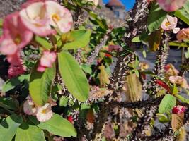 Esplorare quello di lanzarote sbalorditivo cactus giardini, dove il vivace tonalità e varia forme di queste impianti creare un' ipnotizzante arazzo di deserto vita. foto