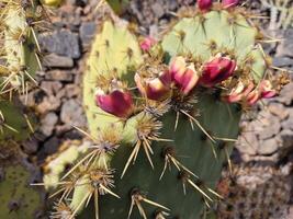 Esplorare quello di lanzarote sbalorditivo cactus giardini, dove il vivace tonalità e varia forme di queste impianti creare un' ipnotizzante arazzo di deserto vita. foto