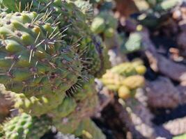 Esplorare quello di lanzarote sbalorditivo cactus giardini, dove il vivace tonalità e varia forme di queste impianti creare un' ipnotizzante arazzo di deserto vita. foto