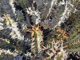 Esplorare quello di lanzarote sbalorditivo cactus giardini, dove il vivace tonalità e varia forme di queste impianti creare un' ipnotizzante arazzo di deserto vita. foto