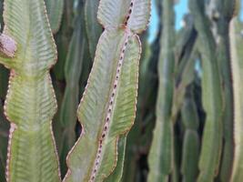 Esplorare quello di lanzarote sbalorditivo cactus giardini, dove il vivace tonalità e varia forme di queste impianti creare un' ipnotizzante arazzo di deserto vita. foto