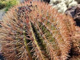 Esplorare quello di lanzarote sbalorditivo cactus giardini, dove il vivace tonalità e varia forme di queste impianti creare un' ipnotizzante arazzo di deserto vita. foto