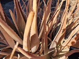 Esplorare quello di lanzarote sbalorditivo cactus giardini, dove il vivace tonalità e varia forme di queste impianti creare un' ipnotizzante arazzo di deserto vita. foto