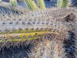 Esplorare quello di lanzarote sbalorditivo cactus giardini, dove il vivace tonalità e varia forme di queste impianti creare un' ipnotizzante arazzo di deserto vita. foto