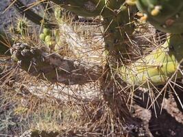 Esplorare quello di lanzarote sbalorditivo cactus giardini, dove il vivace tonalità e varia forme di queste impianti creare un' ipnotizzante arazzo di deserto vita. foto