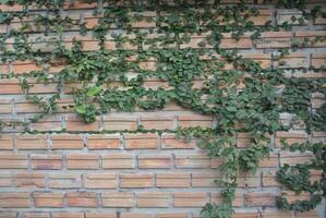 mattone muri strisciante alberi,verde foglie, vecchio edifici foto