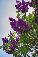 viola fiori fioritura su albero foto