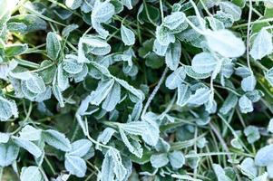 foglie d'erba gelate congelate in autunno foto