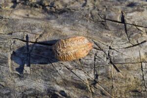 ooteca mantide su un' albero ceppo. il uova di il insetto di cui nel il bozzolo per il inverno siamo di cui foto