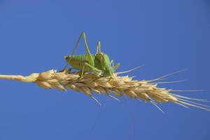 isofia. cavalletta è un isofia su un' Grano spighetta. isofia un' foto