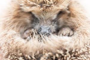 animale piccolo riccio foto