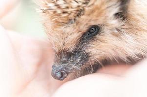 animale piccolo riccio foto