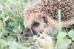 animale piccolo riccio foto