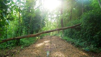 albero caduto lungo una strada foto