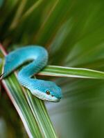 blu vipera serpente su ramo con nero sfondo, vipera serpente pronto per attacco, blu insulari serpente, animale avvicinamento foto