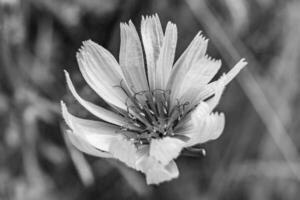 bellezza selvaggio in crescita fiore cicoria ordinario su sfondo prato foto