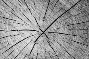 bella frattura di legno vecchia quercia, struttura naturale da vicino foto