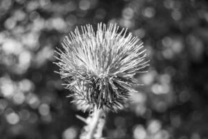 bellissimo in crescita fiore radice bardana cardo su sfondo prato foto