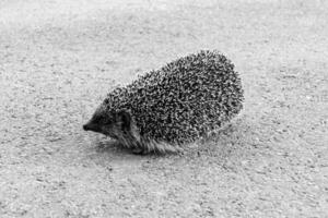 fotografia su tema bellissimo spinoso poco riccio va in denso selvaggio foresta foto