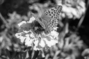 bellissimo fiore farfalla monarca su sfondo prato foto