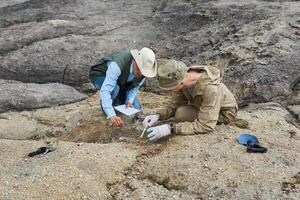 paleontologi avere scoperto un' fossile nel il deserto foto