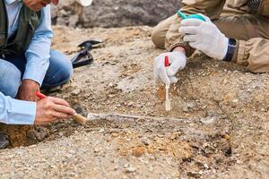 paleontologi avere scoperto un' fossile nel il deserto avvicinamento foto