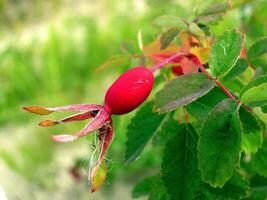 fianchi cespuglio con maturo frutti di bosco. frutti di bosco di un' rosa canina su un' cespuglio. fru foto