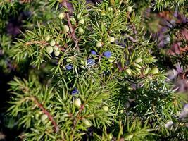 frutti di bosco di cantieri acquatici su un' cespuglio. tundra frutti di bosco. foto