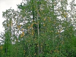 foresta tundra paesaggio nel il estate. taiga di Siberia. yamal. foto