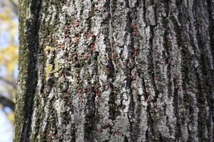 rosso bug crogiolarsi nel il sole su albero abbaio. autunno soldati caldi per coleotteri foto