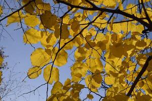 giallo le foglie di tiglio contro il cielo e il retroilluminazione. autunno sfondo a partire dal le foglie di un' tiglio. giallo autunno le foglie foto