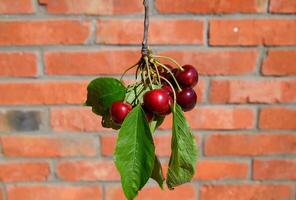 frutti di bosco di un' dolce ciliegia nel un' mano su un' ramo con le foglie. maturo rosso dolce ciliegia foto