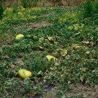 il letto di meloni e angurie nel il giardino foto