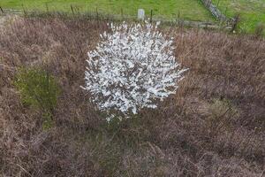 fioritura ciliegia prugna. un' prugna albero tra asciutto erba. bianca fiori di prugna alberi su il rami di un' albero. primavera giardino. foto