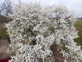 fioritura ciliegia prugna. bianca fiori di prugna alberi su il rami di un' albero. primavera giardino. foto