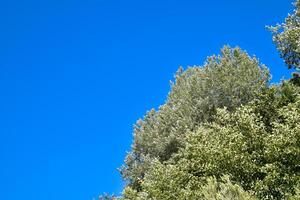 paesaggio albero contro il cielo, blu cielo e verde albero. foto