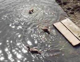 il maschio muschio anatra nuoto nel il lago foto