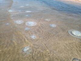 morto Medusa nel il superficiale acque di spiaggia. Medusa rhizostomeae foto