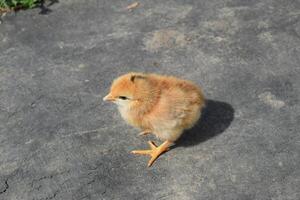 quotidiano pollo. Manutenzione di pollame. foto