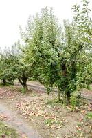 Mela frutteto. righe di alberi e il frutta di il terra sotto il alberi foto