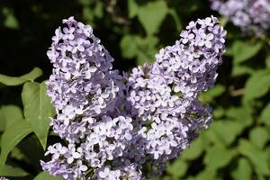 lilla fiori su il rami. bellissimo viola lilla fiori all'aperto. foto